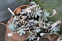 ECHEVERIA LAUI.jpg